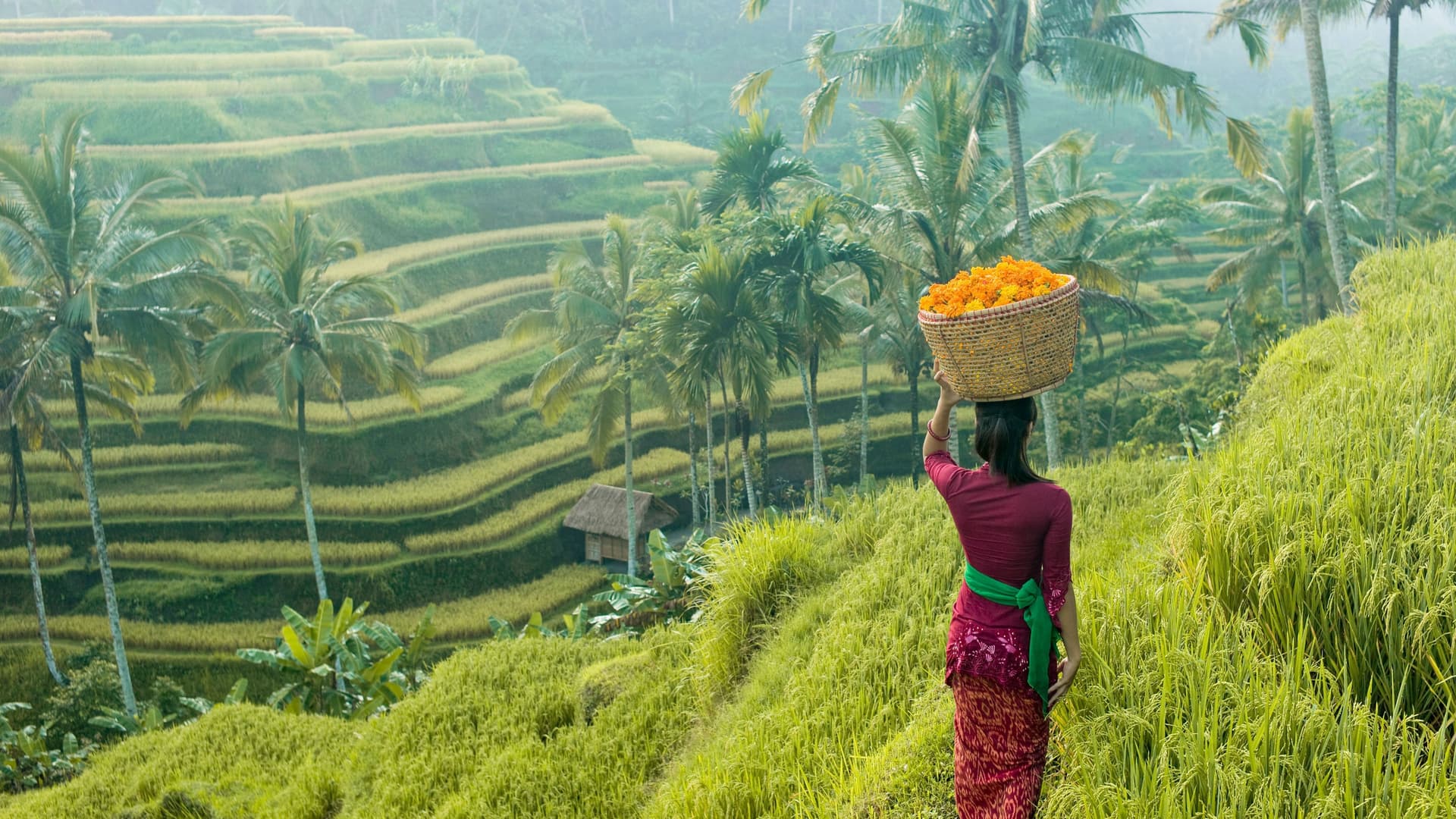 Frau in einem roten Kleid von hinten, trägt einen Korb mit Blüten durch Terrassenreisfelder.