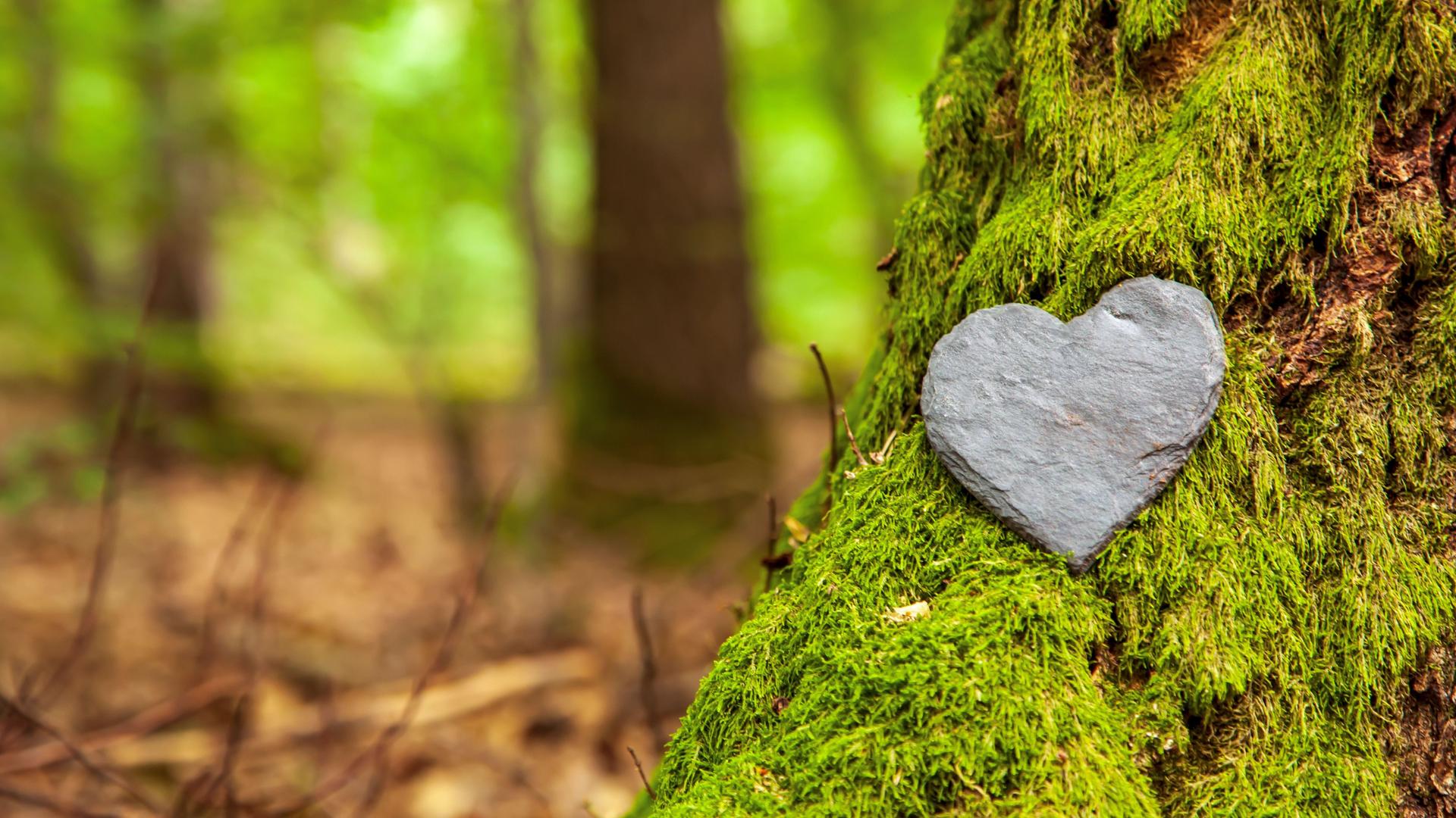 Ein herzförmiger Stein liegt im Moos an einem Baumstamm im Wald.