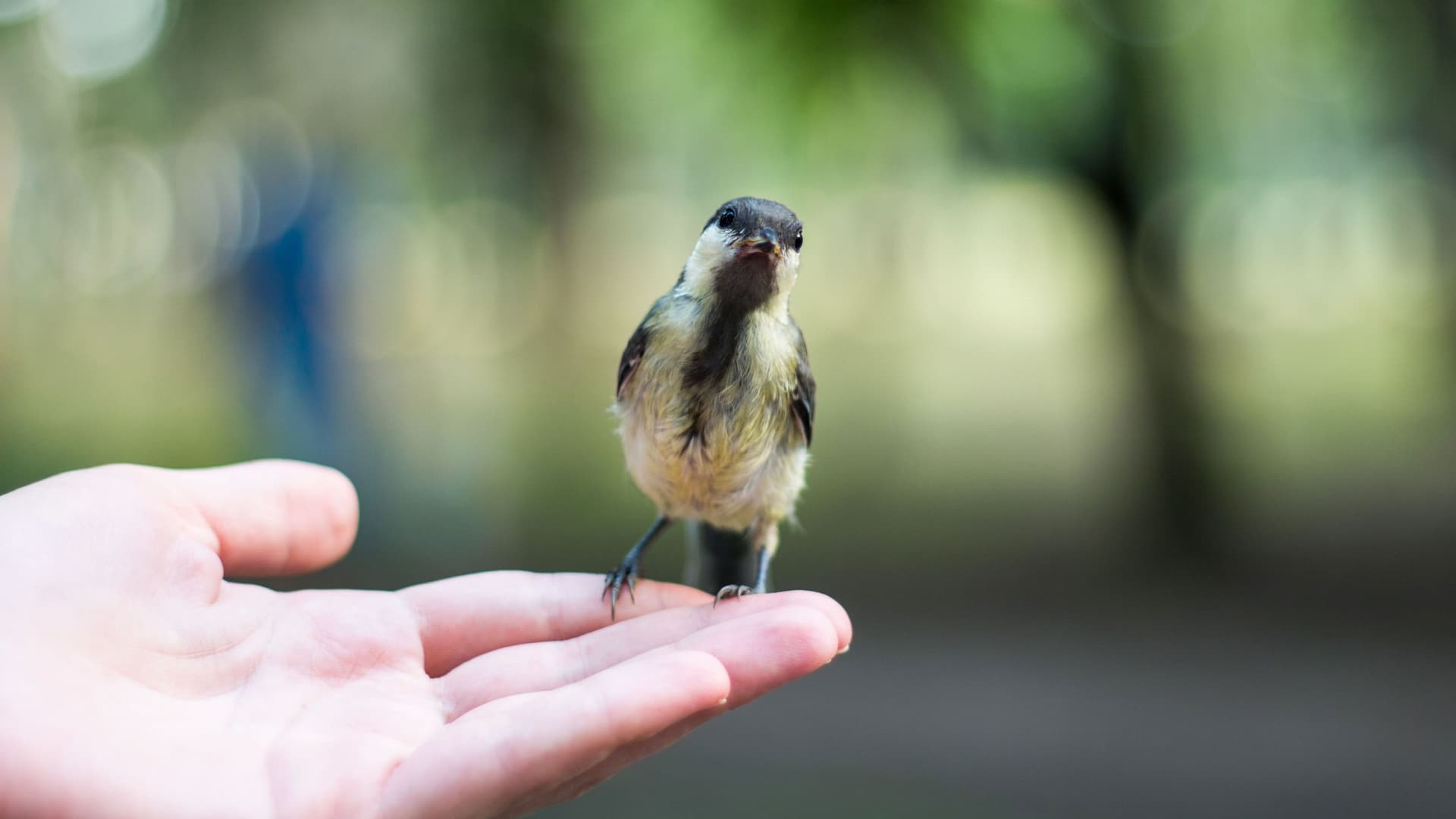 Ein kleiner Vogel auf einer Hand. Er schaut Richtung Kamera. Der Hintergrund ist unscharf.