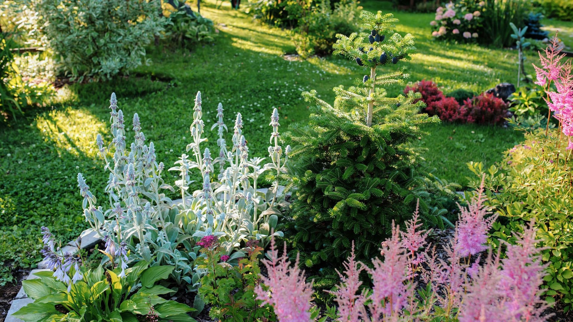 Ein Garten wie ein Traum Blühender Sommergarten im englischen Landhausstil. Blumenbeet mit Astilbe, Stachys, Abies Koreana und anderen Stauden