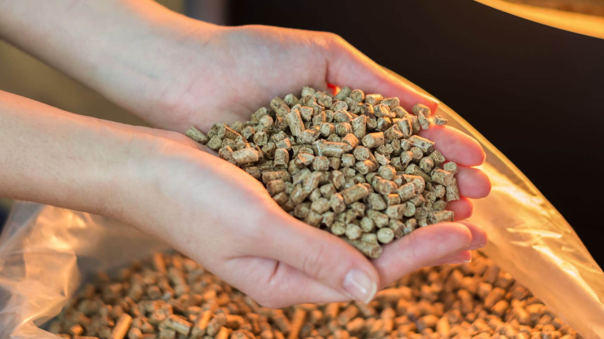 Pelletheizung Naturholzpellets zum Heizen in zwei Händen.