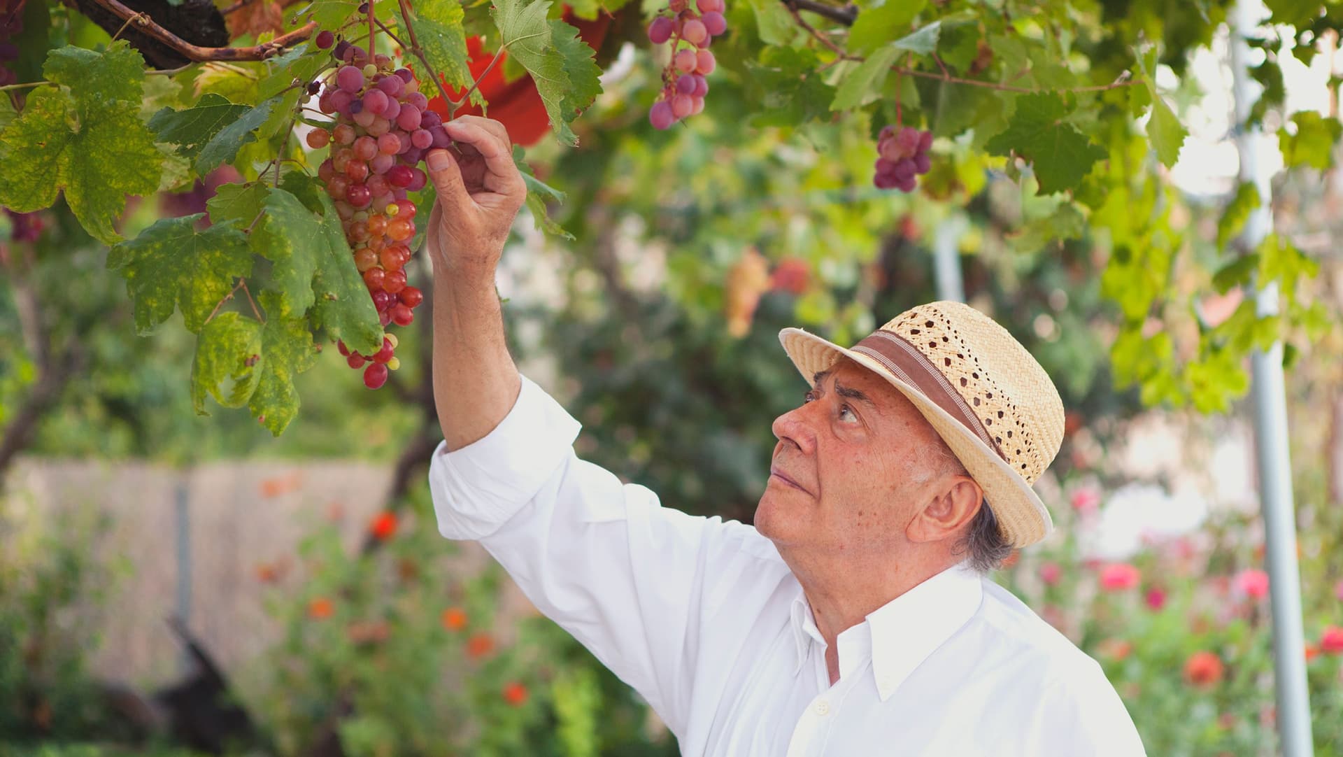 Mann mit Strohhut erntet Trauben im Garten