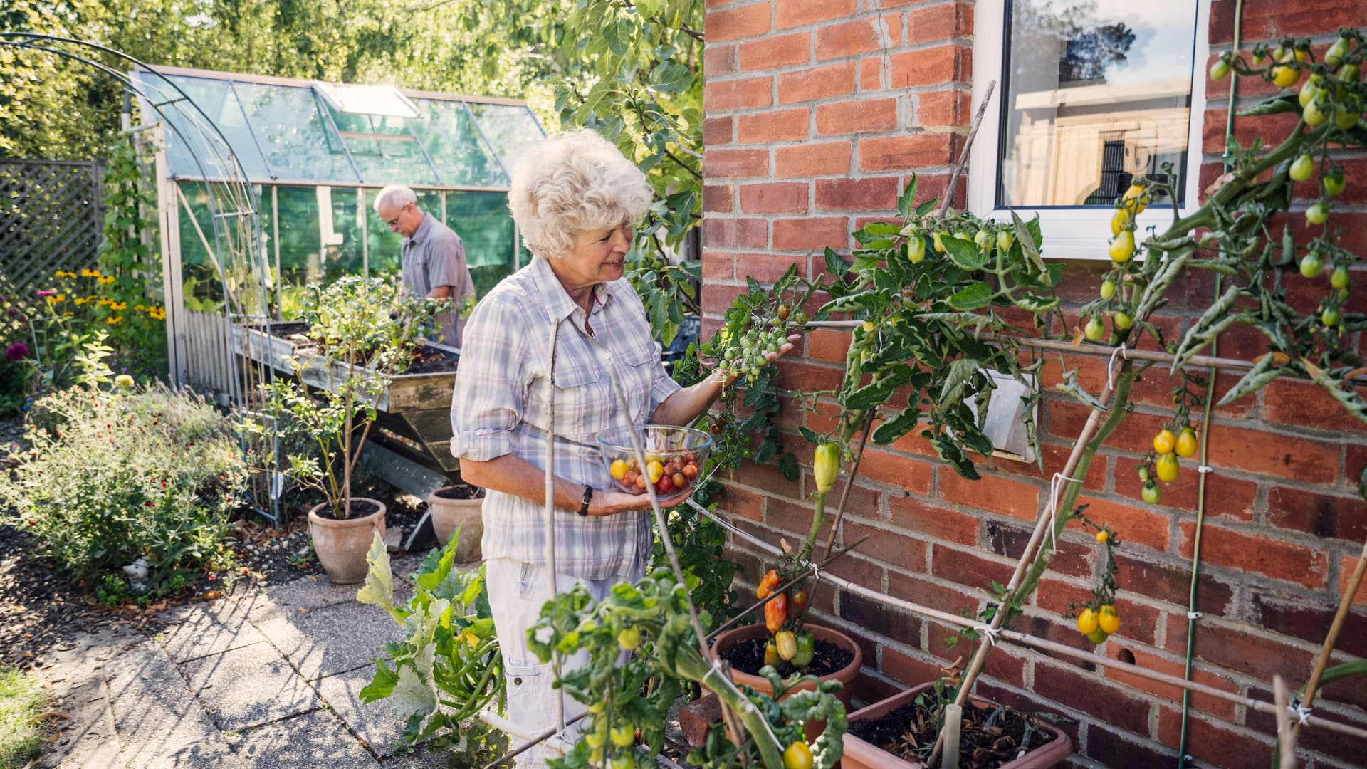 Seniorenpaar bei der Gartenarbeit. Eine Frau mit grauen Haaren erntet Tomaten während ein Mann in Hintergrund vor einem Gewächshaus steht.